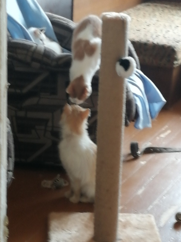 Буся встретилась с папой