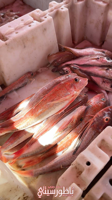 التقطيع .00_03_01_05.Still003