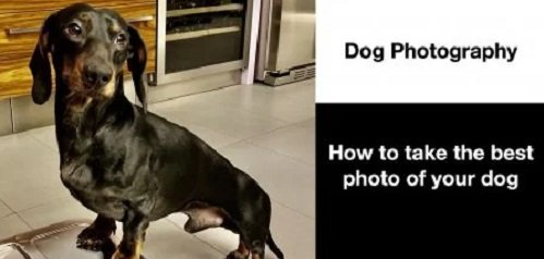 How to take the best photos of your dogs – Dog Photography