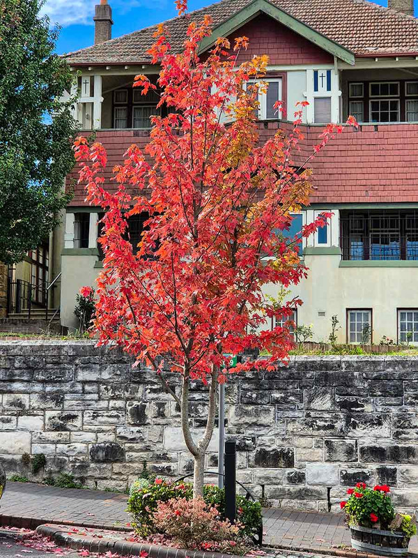 Autumn leaves