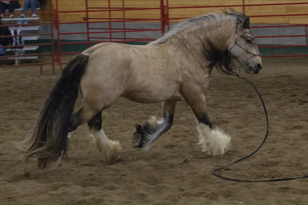 gypsy-vanner-9-by-castlegraphics-dbarxtm.jpg