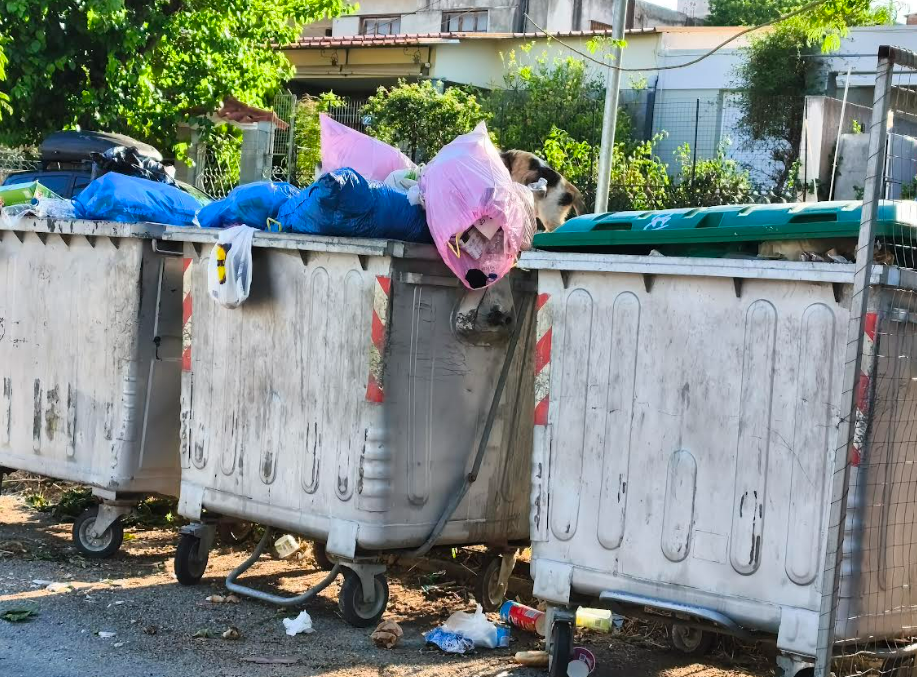 ΜΙΑ ΣΥΝΗΘΙΣΜΕΝΗ ΕΙΚΟΝΑ  (ΦΩΤΟ)