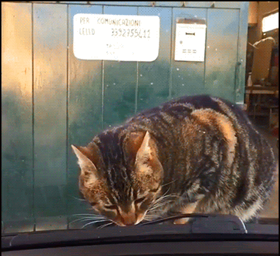 Startled-Cat-GIF-Curious-cat-scared-by-windshield-wipers-Funny-slowmotion-reaction-ok-cats.gif