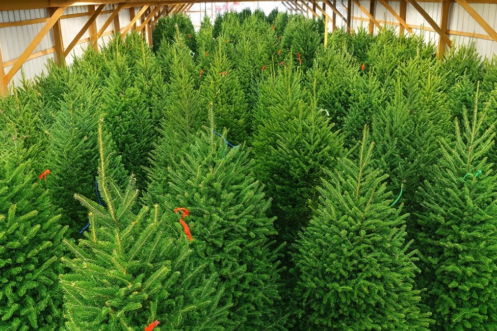 Живые новогодние деревья против срубленных и искусственных