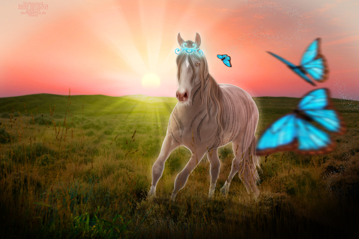 Field-Princess-FULLREC