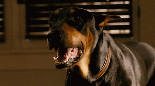https://i.postimg.cc/zGz5y9ZV/barking-dogs-barking.gif