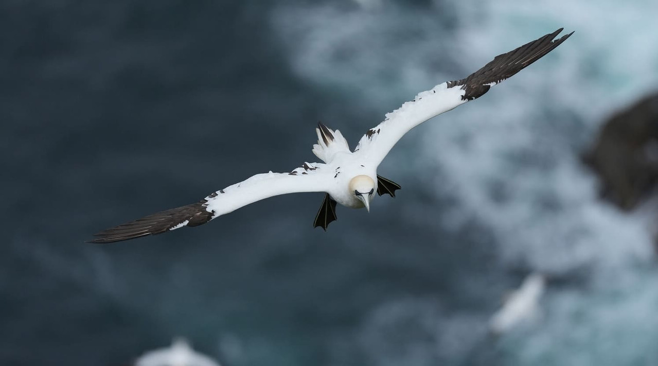 Sample photo shot on the Sony FE 600mm f/6.3 GM OSS