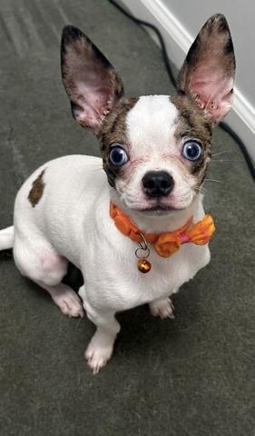 Barry the Bug-Chi
