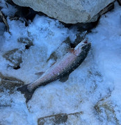 [Image: 15-bow.jpg]
