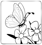 bolshaia-babochka-na-tsvietakh