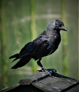 Just resting Terry Moore