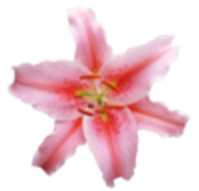 tumblr-20b6178cd6150edef1ea29bb667936d9-9888c67f-250