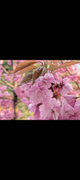 Camera-app-processing