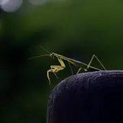 탄금뜻