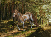 Through The Forest Finished (Editable)