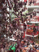 IMG-3495