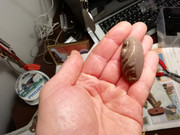 Kuva