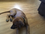 Rocco the Rhodesian Ridgeback 18