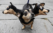 pet-halloween-costume-271-605