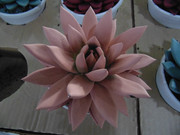 27.3.flower fair III