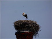 Ferragudo-storks (3)