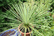 IMG-0043-1.jpg