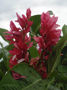 30.1.suburban blooms I