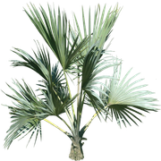 PalmGood