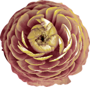 Blossom-Elements-37