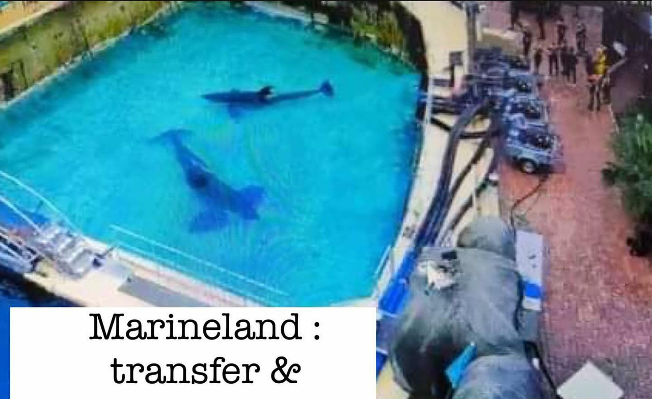 [Rumeurs] Fermeture du bassin des orques de Marineland - Page 2 Whats-App-Image-2023-11-30-17-35-42-8ac78dbf