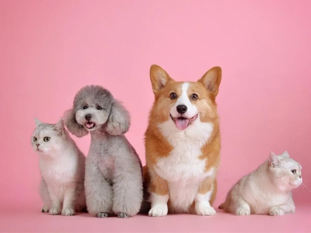 ¿Tienes Perros o gatos? Cuidado, podrían transmitirte una infección mortal