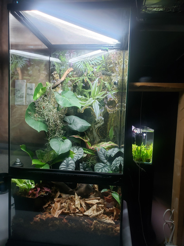 Can't keep humidity high with mesh top what to do? r/Vivarium