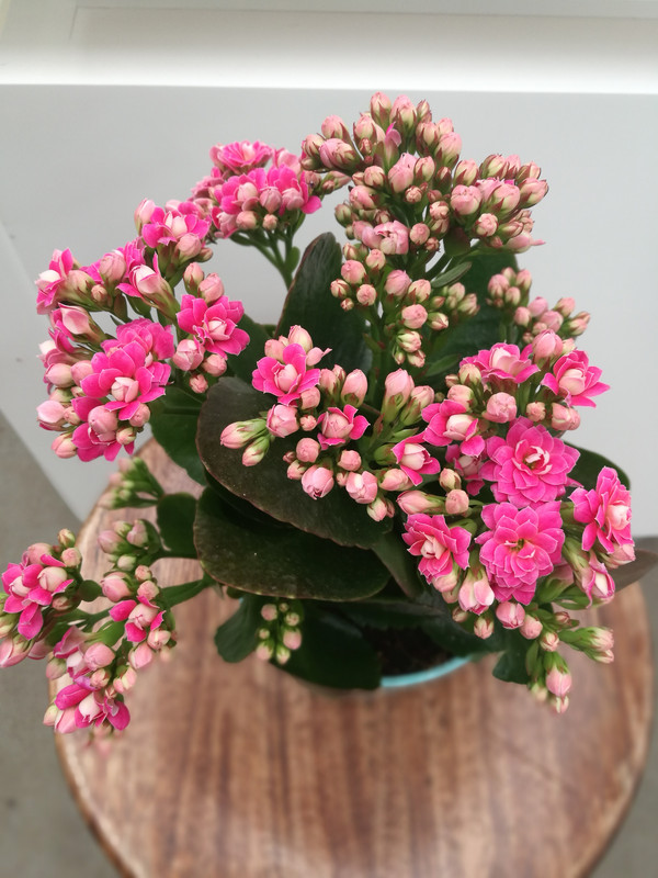 Каланхоэ кустовая (Kalanchoe blossfeldiana) как вырастить красивое растение.