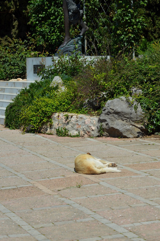 пёс у флоры1