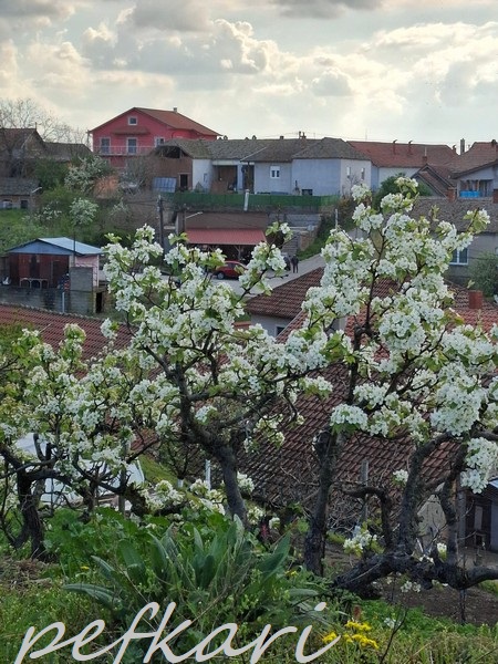 Slika