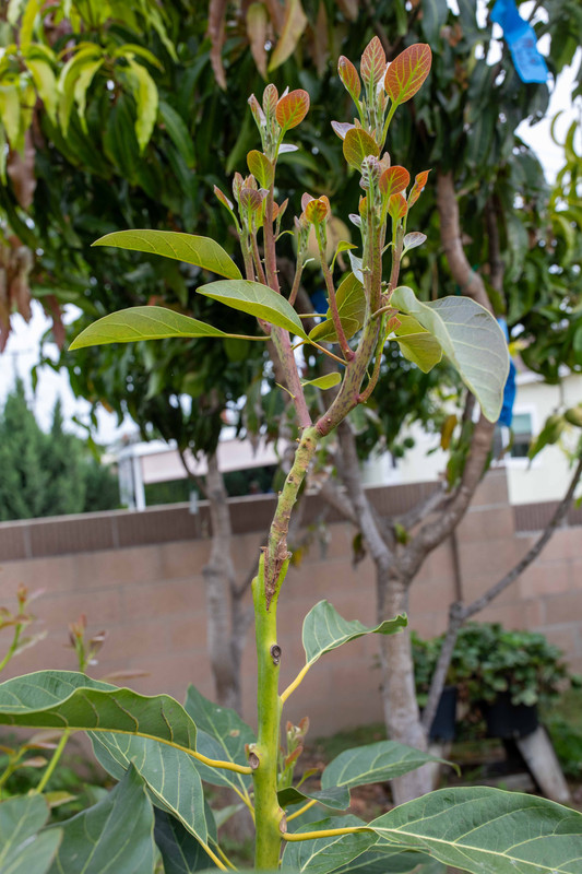 8U1A6312  Sharwil Avocado Graft to Carmen Growing (9-22-2023)