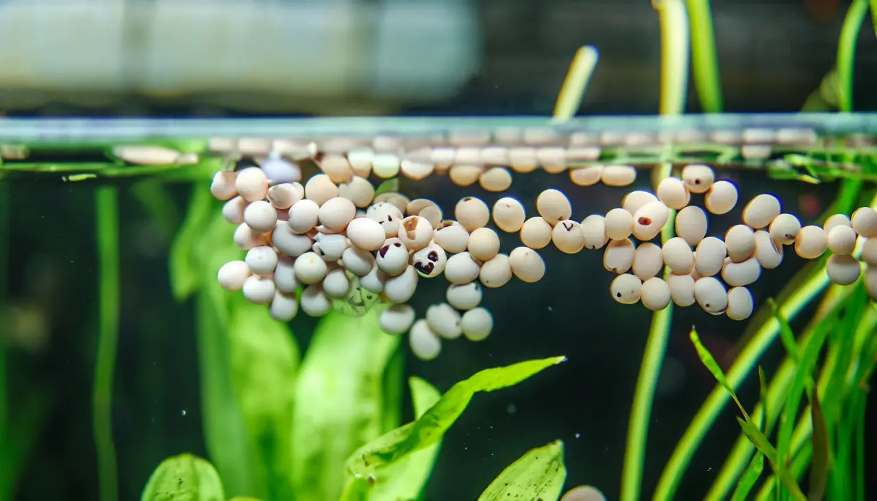 How to Remove Snail Eggs from Your Aquarium