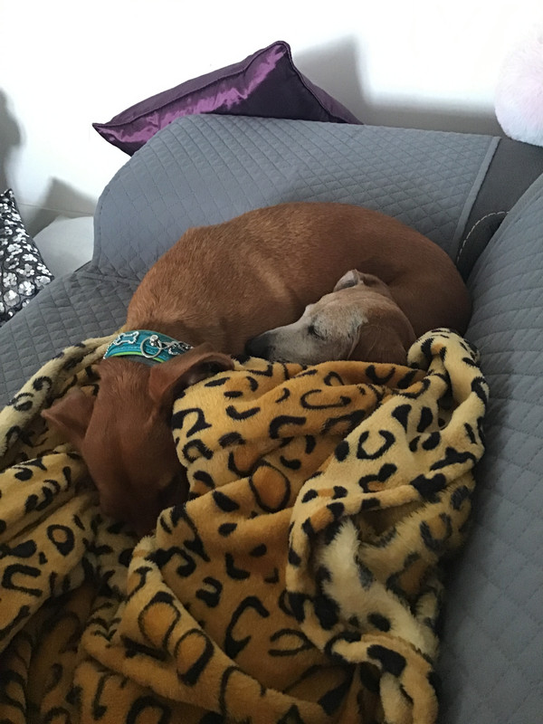 [Image: 7825-FC4-D-7468-45-E2-9858-DDDD92-B43-B50.jpg]