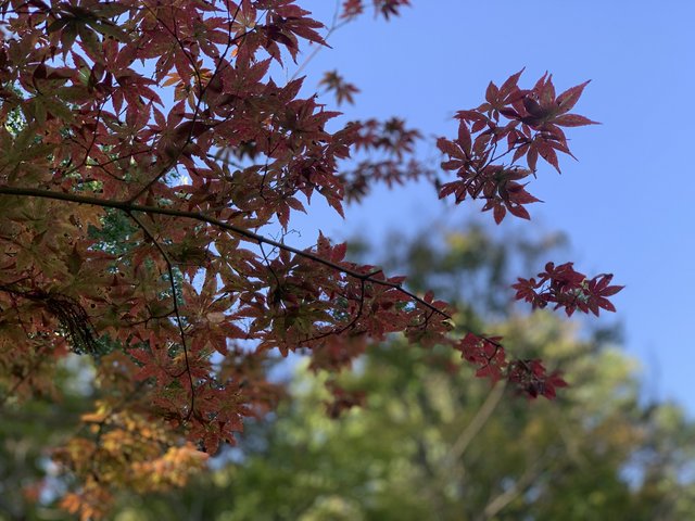 [Image: 6-B6-D3-F9-F-506-F-49-CE-8-E67-C6-D569685-EDD.jpg]