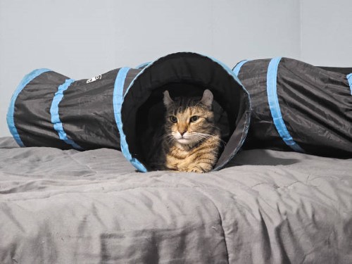 felt cat cave