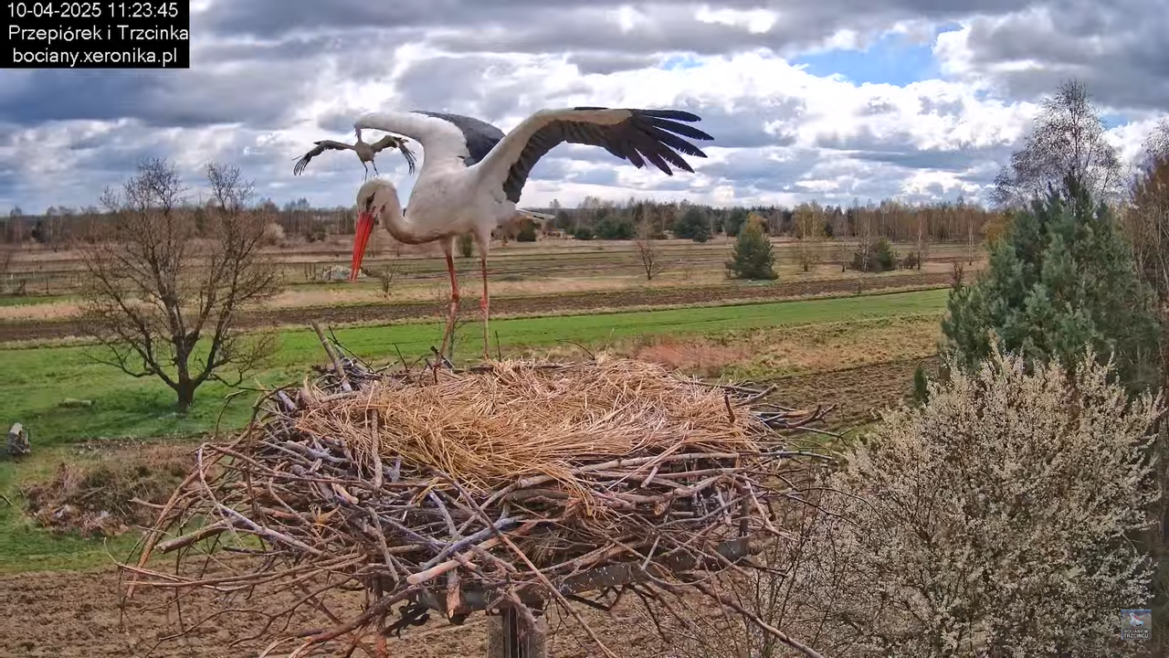 10042025bociany (29)