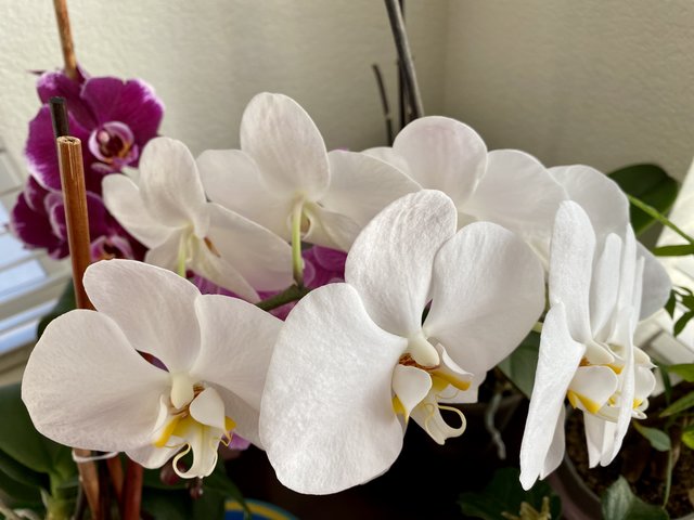 [Image: C428-E5-D6-A190-4-C61-86-BD-EA375-CE110-F8.jpg]