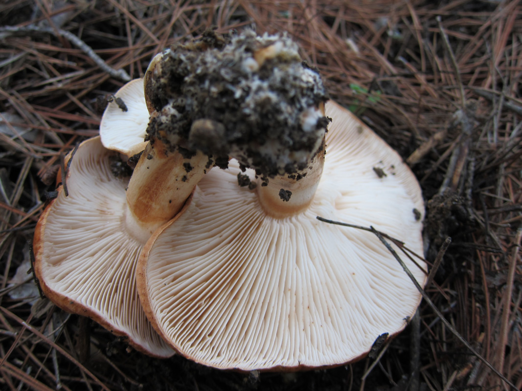 Tricholoma fracticum  (4)