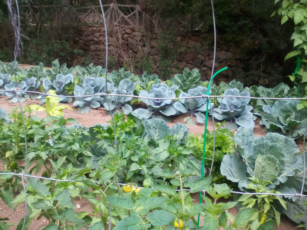 Opinión restaurante Los Frutales en Cercedilla - Opinión Restaurante Casa Agustín en El Bolao ✈️ Foro Madrid