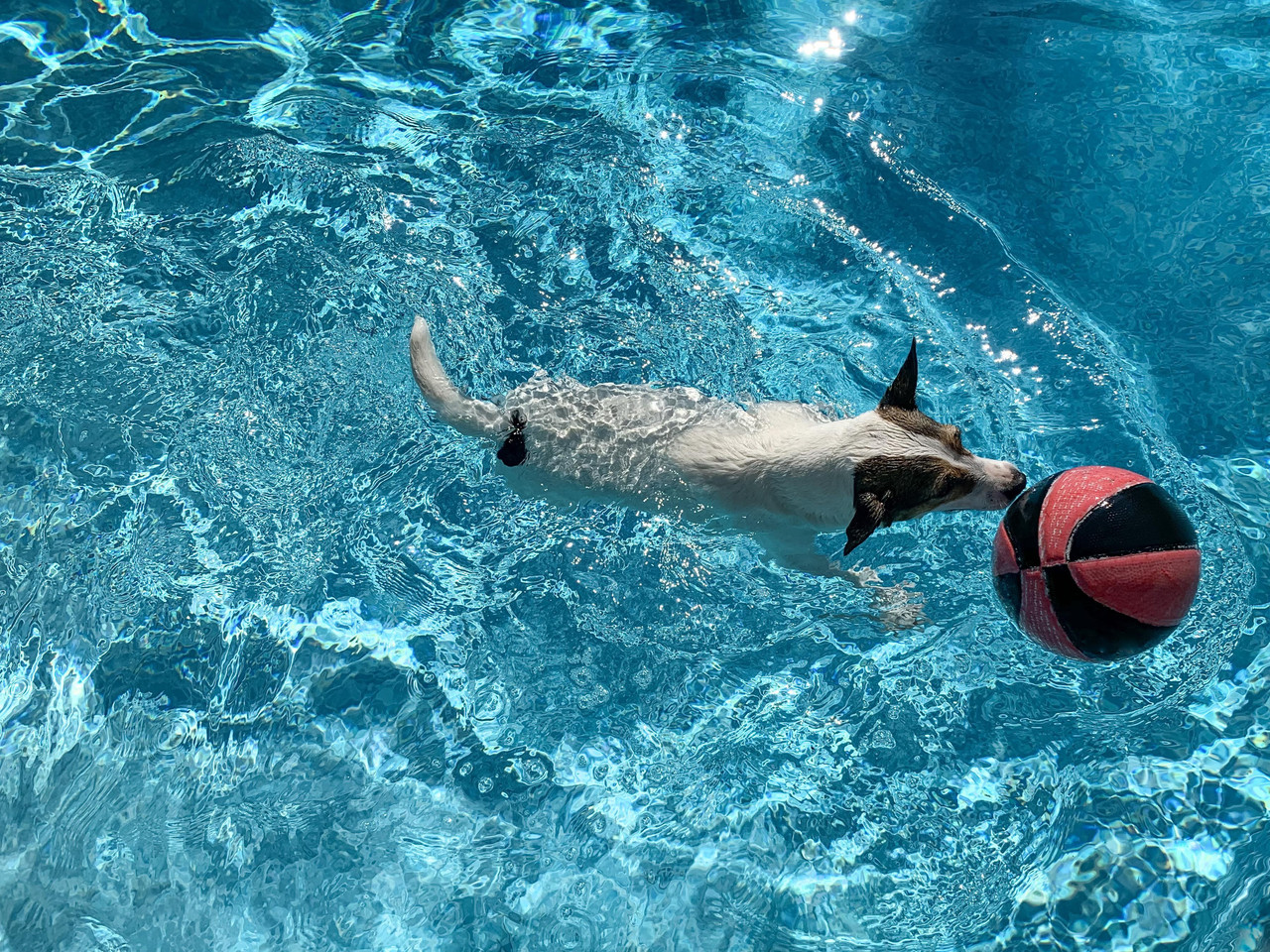 Dog swimming while pushing basketball
