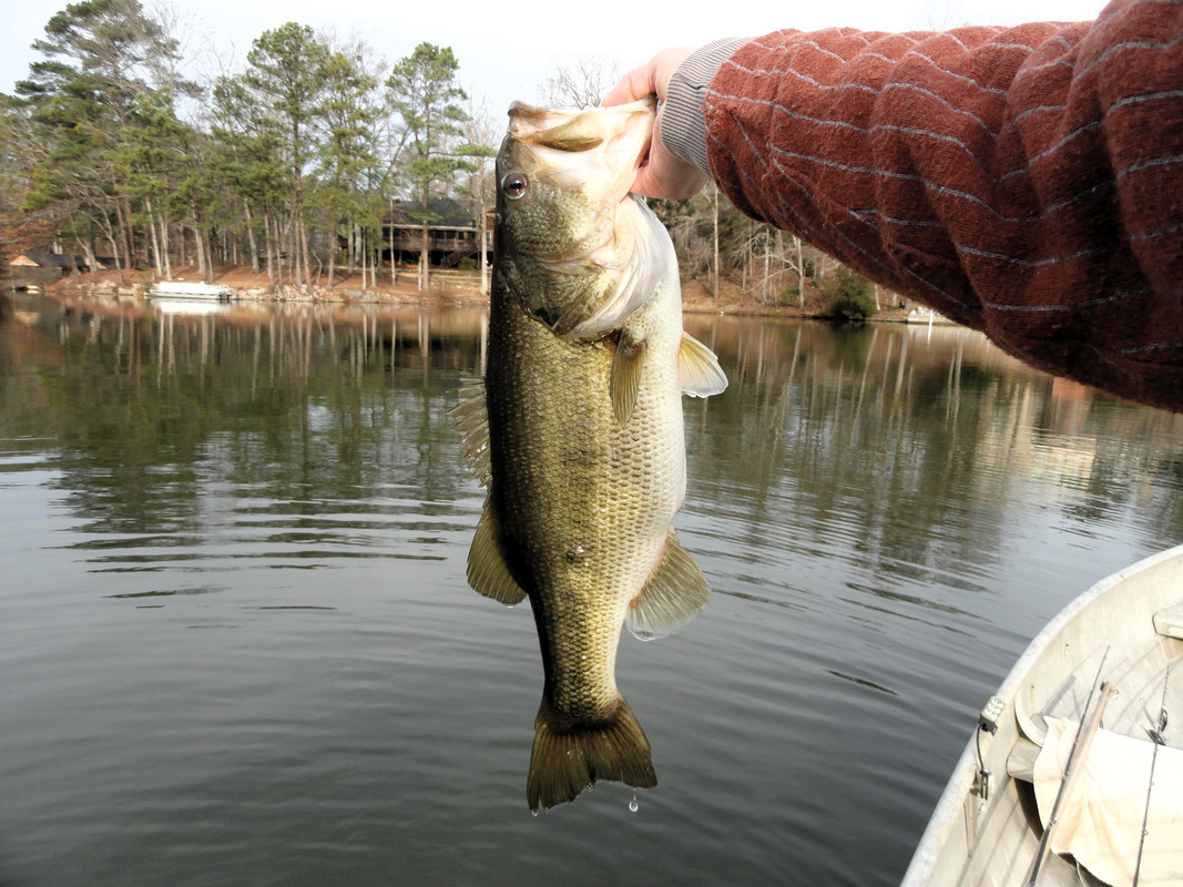 6-12-on-drift-fry-near-dam-chasing-shad-