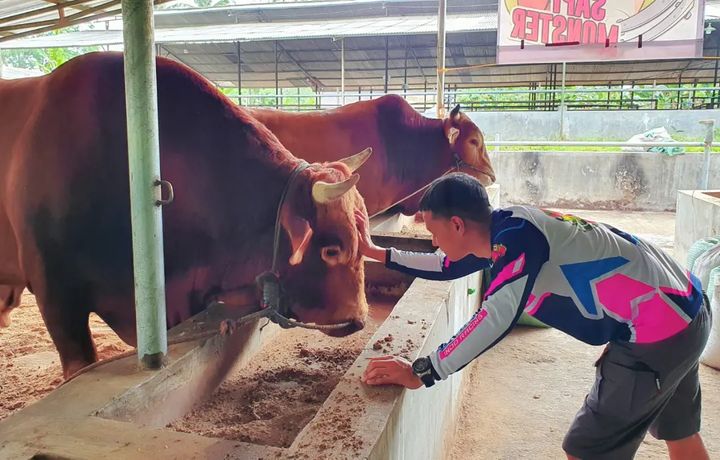 Hardi Fadhillah, sosok artis FTV yang kini banting stir jadi juragan sapi.