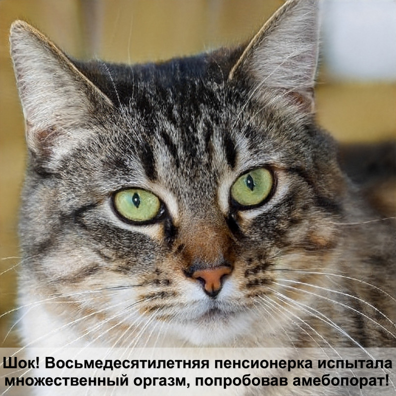 кошка не может сходить по маленькому