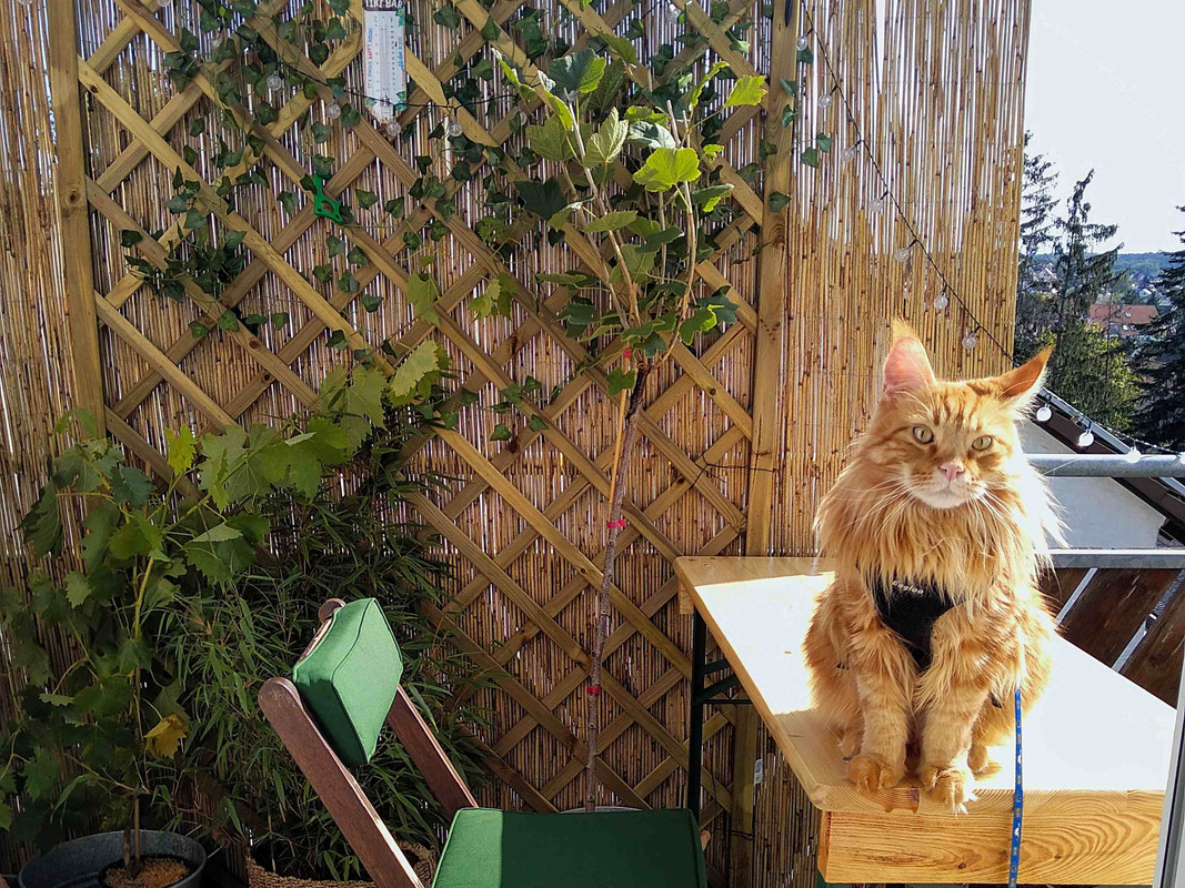 maine coon cat harness