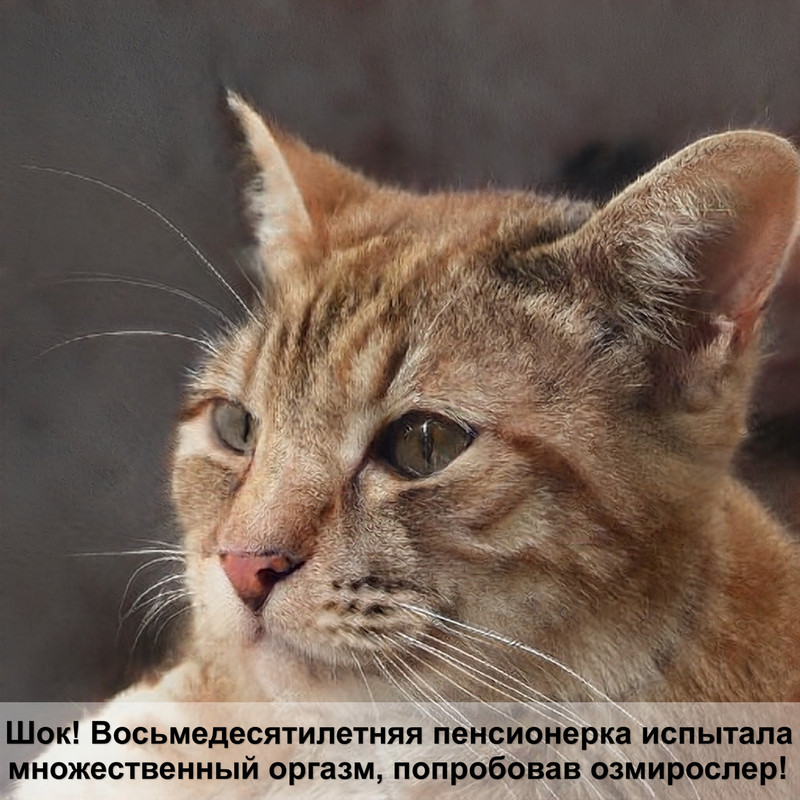 белый котенок